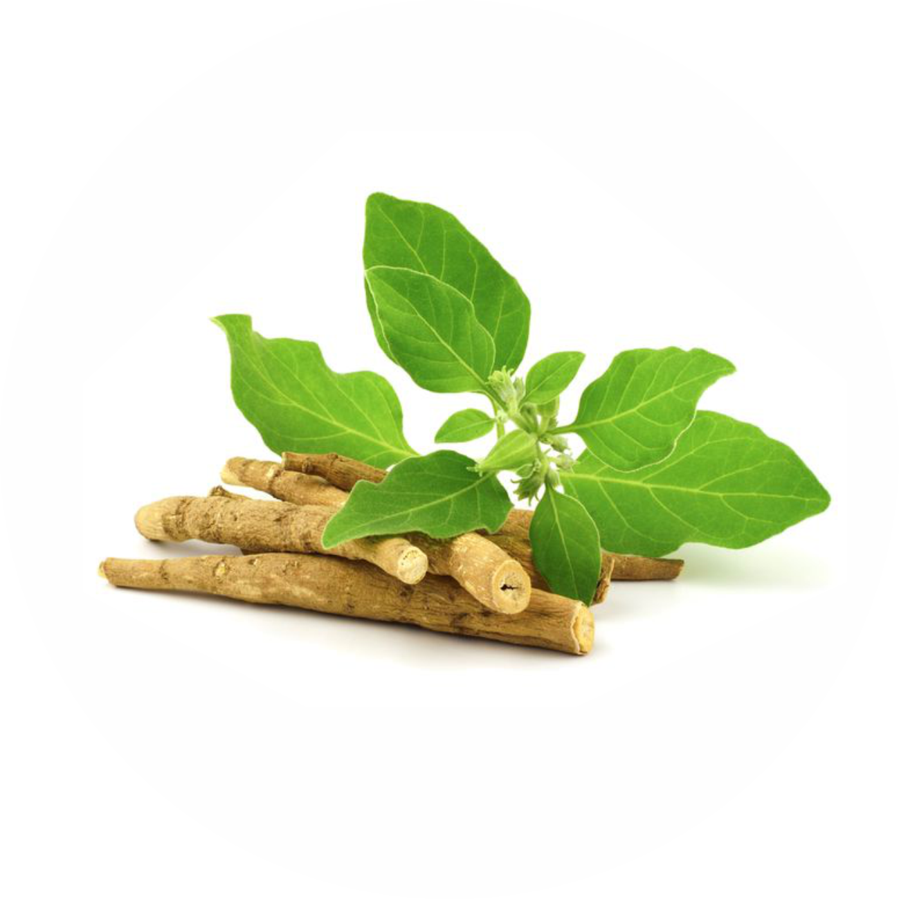 Wholesale Ashwagandha logo